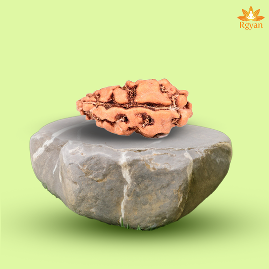 RGYAN 1 Mukhi Rudraksha – Indonesia
