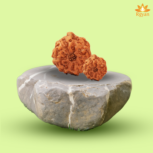 Ganesh Rudraksha - Indonesia