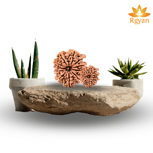 Ganesh Rudraksha 11 Mukhi - Nepali