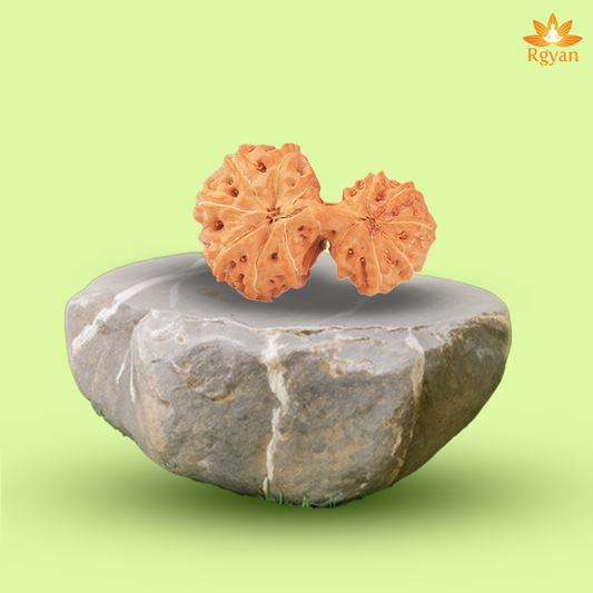 Garbh Gauri Rudraksha - Indonesia
