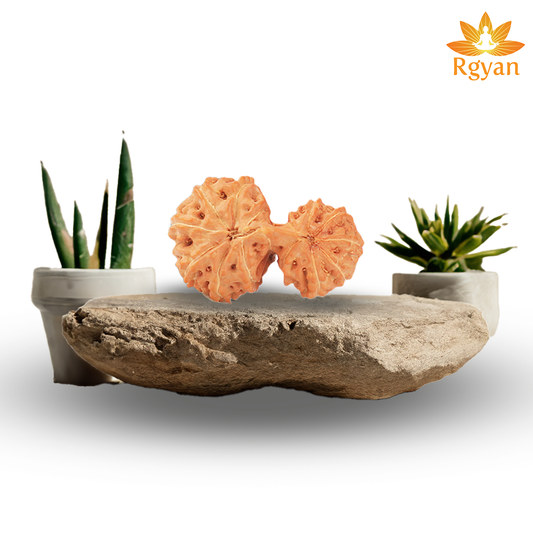 Garbh Gauri Rudraksha - Indonesia