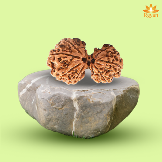 Garbh Gauri Rudraksha - Nepali
