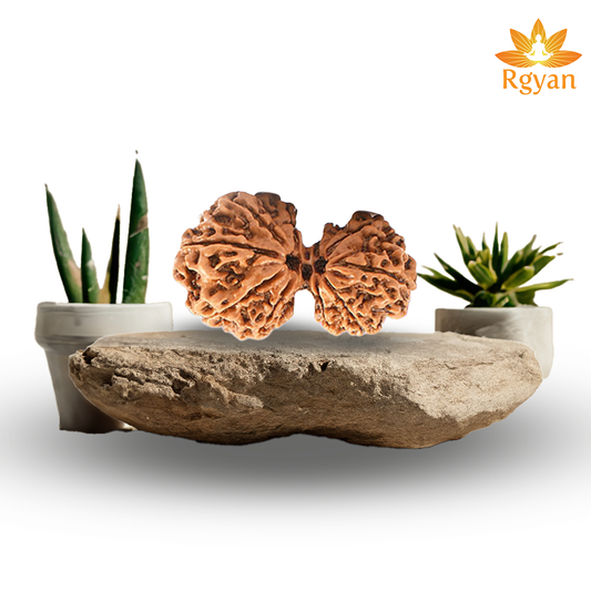 Garbh Gauri Rudraksha - Nepali