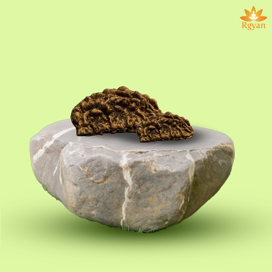 RGYAN 1 Faced Nepali Rudraksha - Ek Mukhi