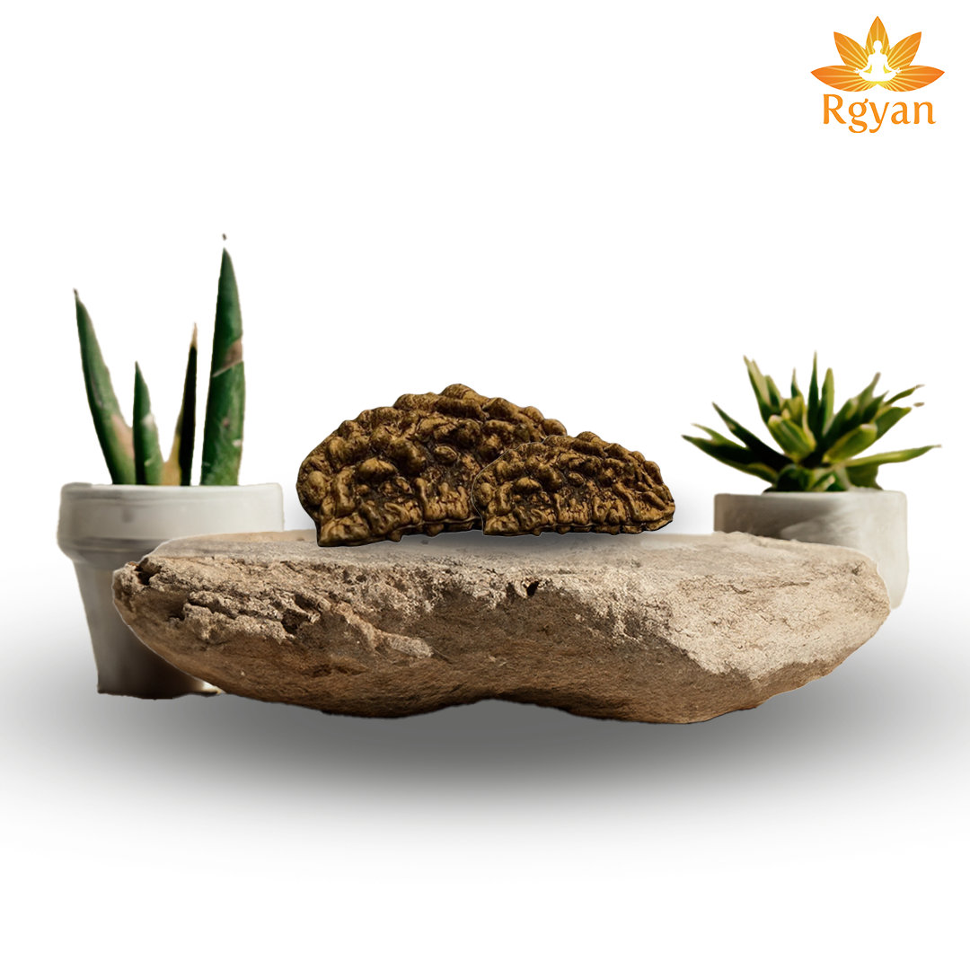 RGYAN 1 Faced Nepali Rudraksha - Ek Mukhi