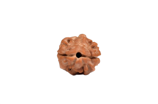 2 Faced Rudraksha – 2 mukhi Nepali(Small Size)