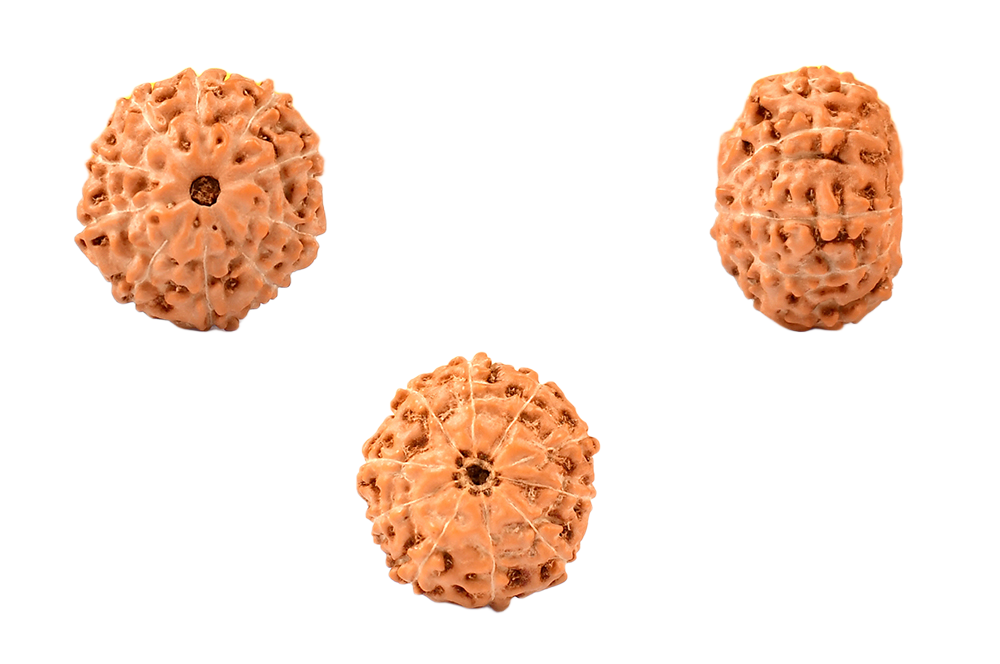 10 Mukhi Rudraksha – Indonesia