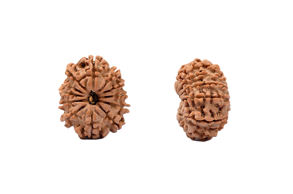 12 Faced Nepali Rudraksha - 12 Mukhi