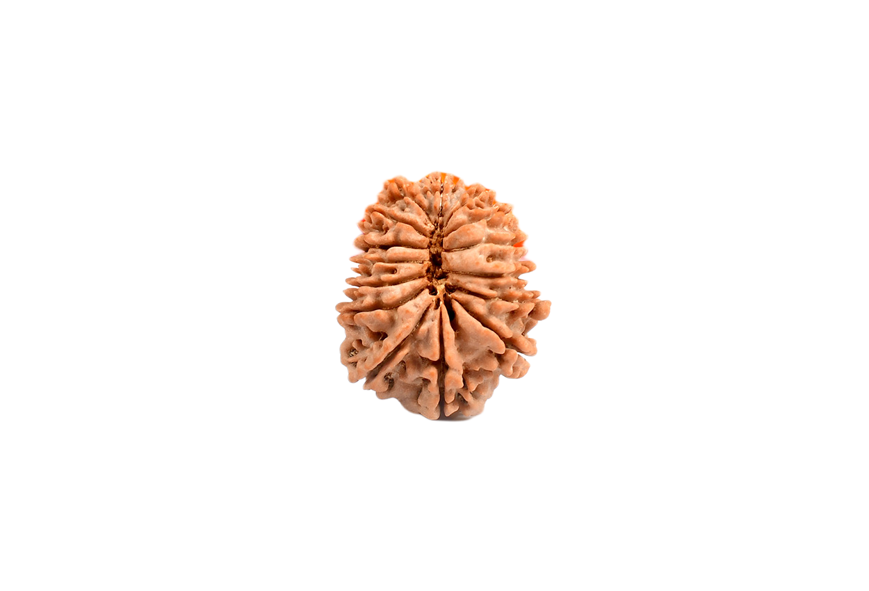 15 Faced Nepali Rudraksha - 15 Mukhi