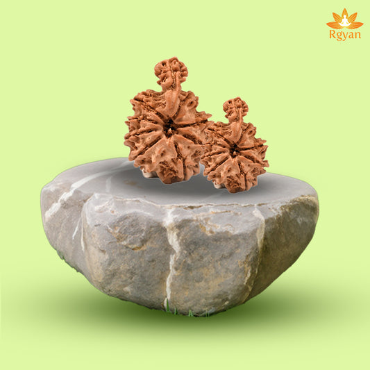 Savar Naag Rudraksha - Nepali