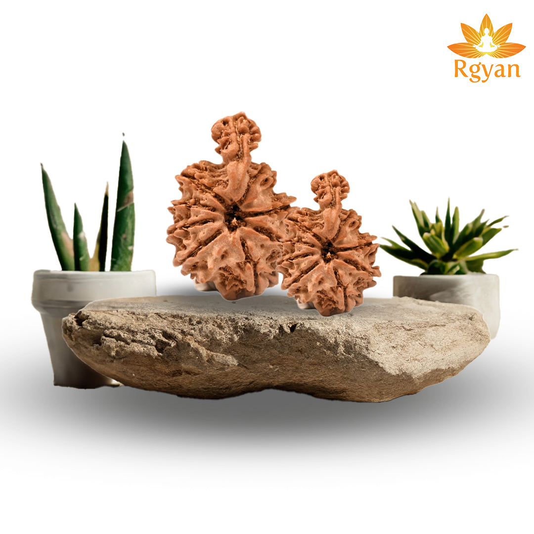 Savar Naag Rudraksha - Nepali