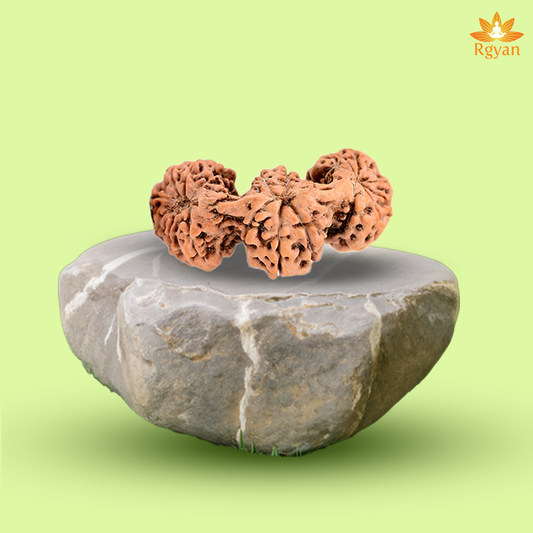 Trijuti Rudraksha - Indonesia
