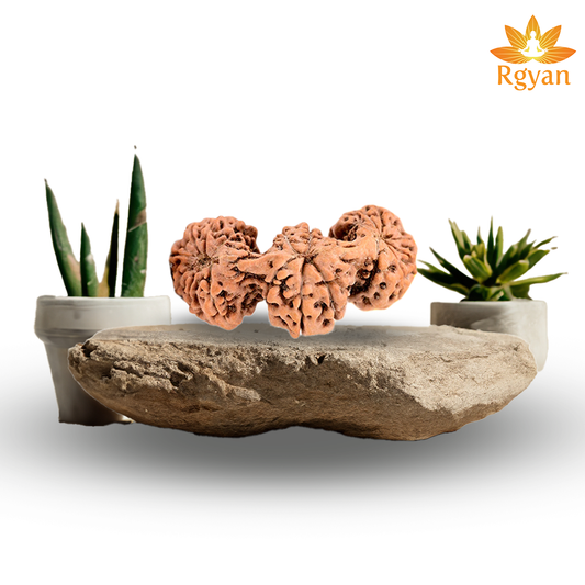 Trijuti Rudraksha - Indonesia