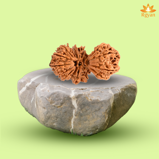 Trijuti Rudraksha - Nepali