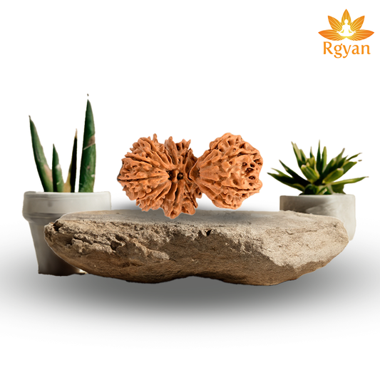 Trijuti Rudraksha - Nepali