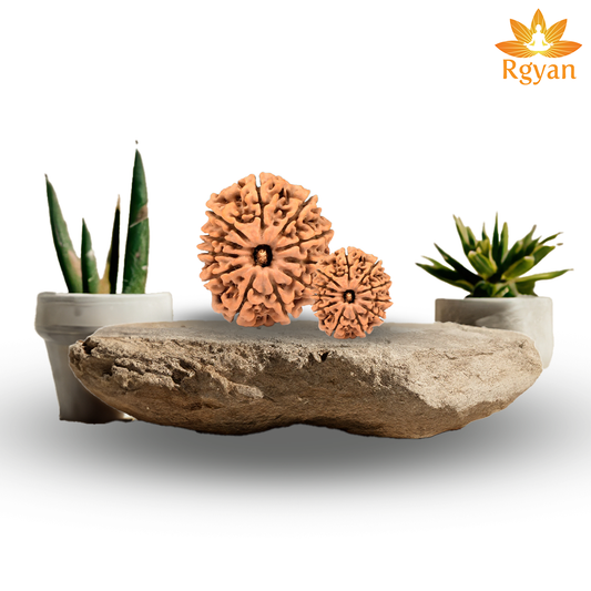 11 Faced Nepali Rudraksha - 11 Mukhi