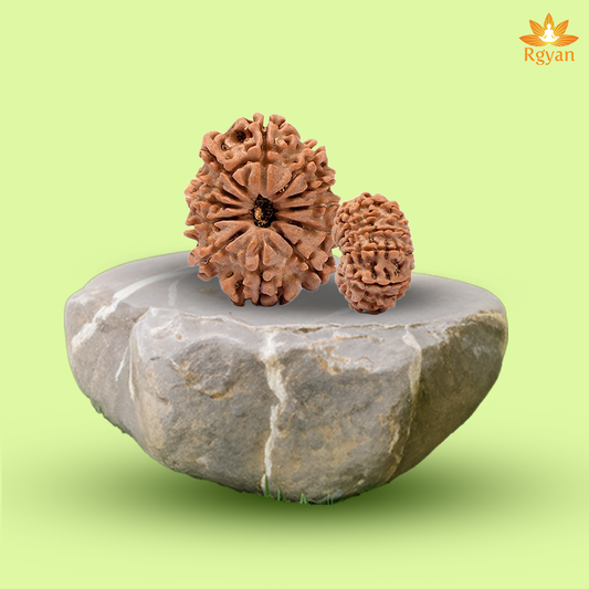 12 Faced Nepali Rudraksha - 12 Mukhi