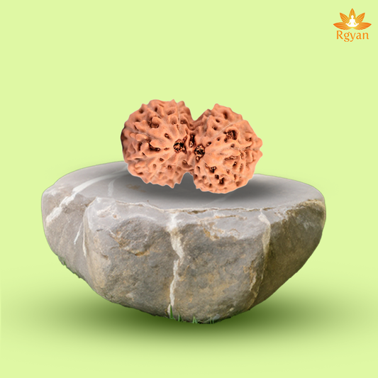 12 Mukhi Gauri Shankar Rudraksha – Indonesia