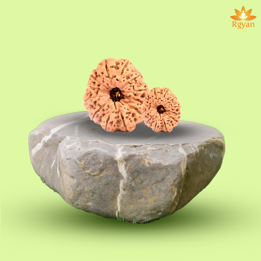 12 Mukhi Rudraksha – Indonesia