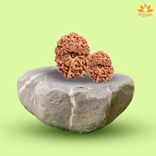 13 Mukhi Rudraksha – Indonesia