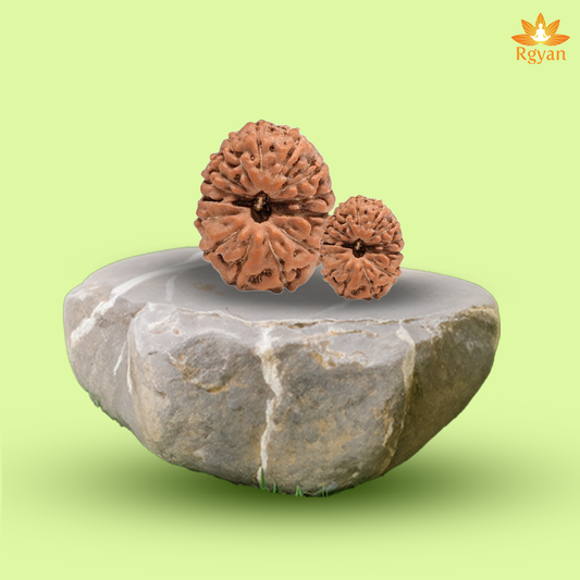 14 Mukhi Rudraksha – Indonesia