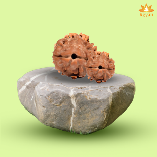 2 Faced Rudraksha – 2 mukhi Nepali(Small Size)