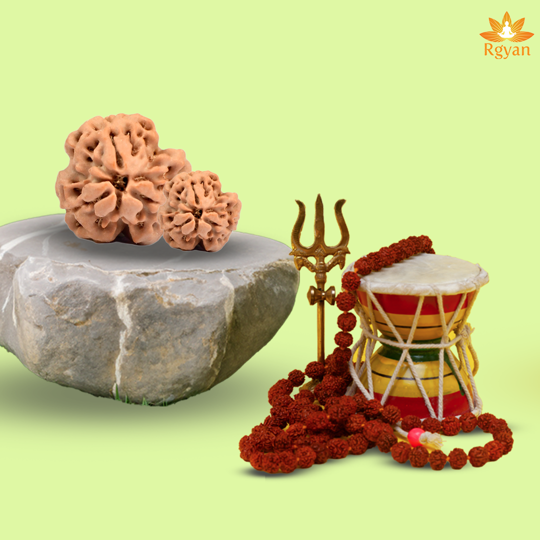 3 Faced Nepali Rudraksha - 3 Mukhi