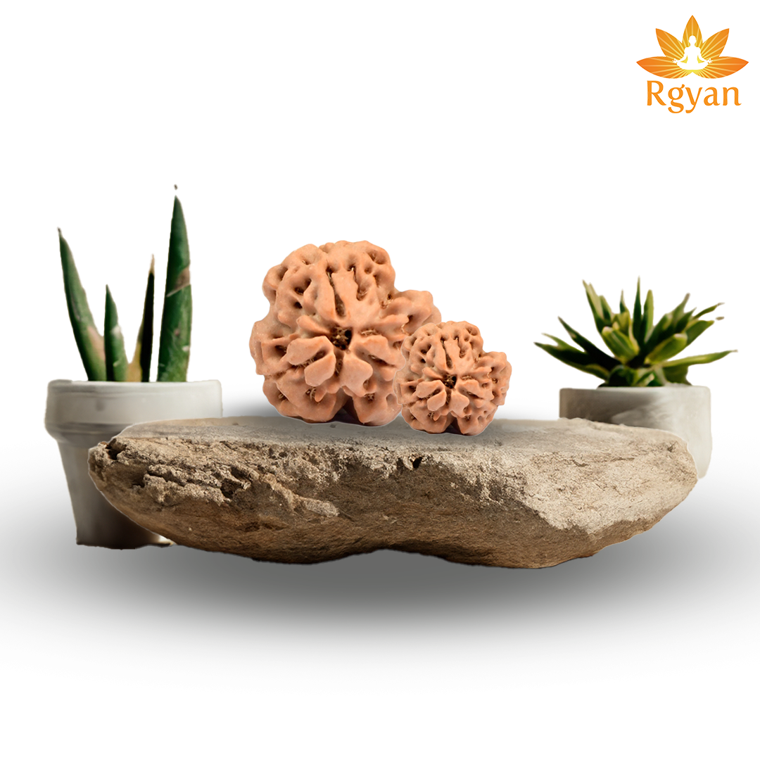 3 Faced Nepali Rudraksha - 3 Mukhi