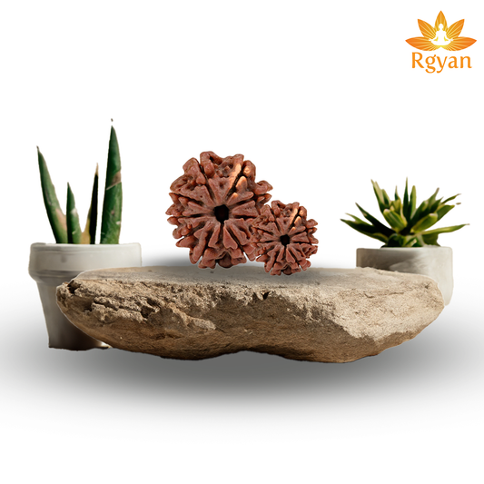 9 Faced Nepali Rudraksha - 9 Mukhi