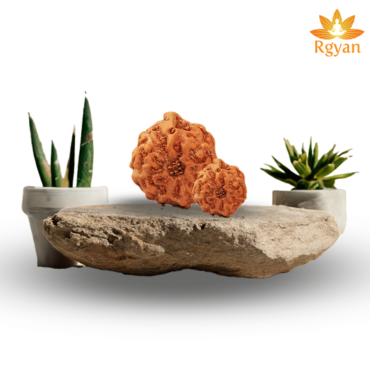 Ganesh Rudraksha - Indonesia