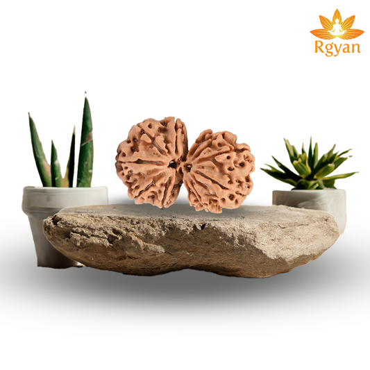 Gauri Shankar Nepali Rudraksha