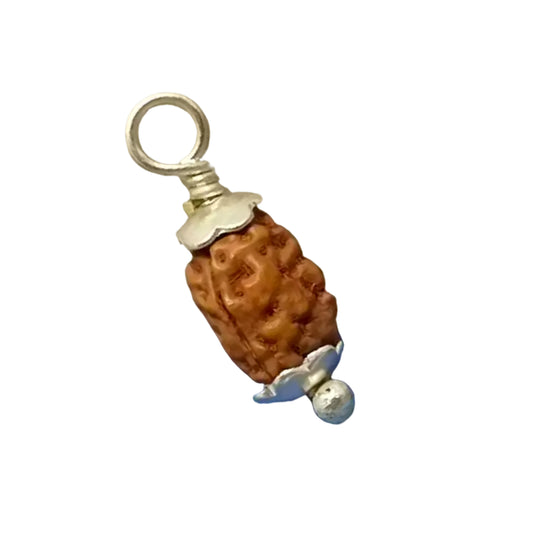 2 Faced Rudraksha – Indonesia 2 Mukhi