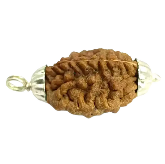 2 Faced Rudraksha – India 2 Mukhi