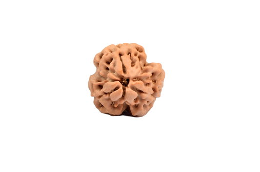 3 Faced Nepali Rudraksha - 3 Mukhi