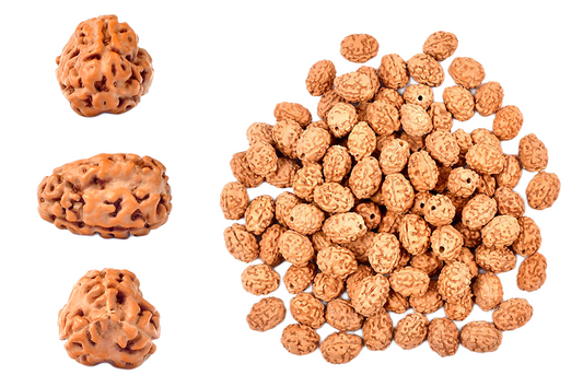 3 Mukhi Rudraksha – Indonesia