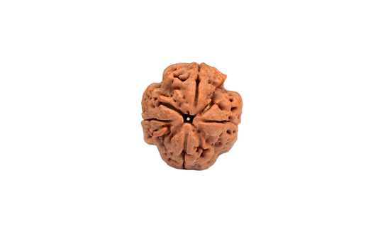 4 Faced Nepali Rudraksha - 4 Mukhi