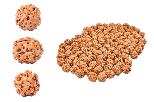 4 Mukhi Rudraksha – Indonesia