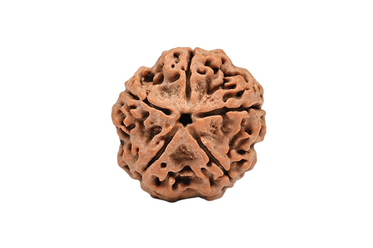 5 Faced Nepali Rudraksha - 5 Mukhi