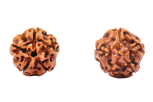 5 Mukhi Rudraksha – Indonesia