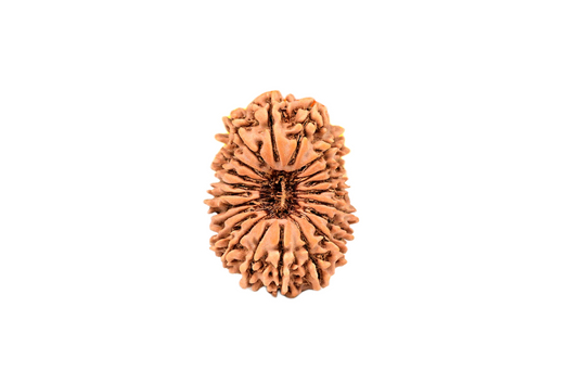 21 Faced Nepali Rudraksha - 21 Mukhi