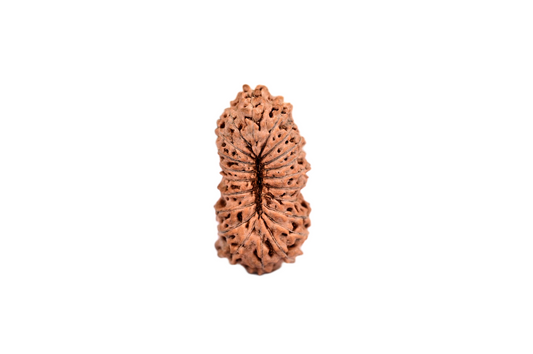 21 Mukhi Rudraksha – Indonesia