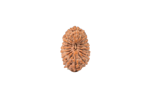 19 Mukhi Rudraksha – Indonesia