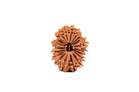 20 Faced Nepali Rudraksha - 20 Mukhi