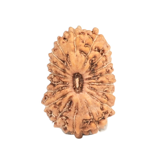 18 Mukhi Rudraksha – Indonesia