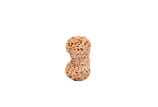 20 Mukhi Rudraksha – Indonesia