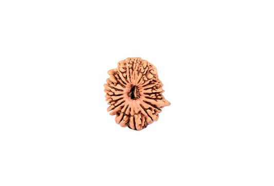 19 Faced Nepali Rudraksha - 19 Mukhi