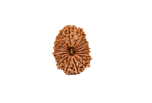 18 Faced Nepali Rudraksha - 18 Mukhi