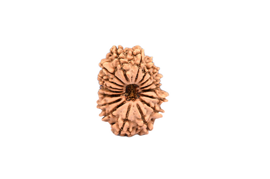 17 Faced Nepali Rudraksha - 17 Mukhi