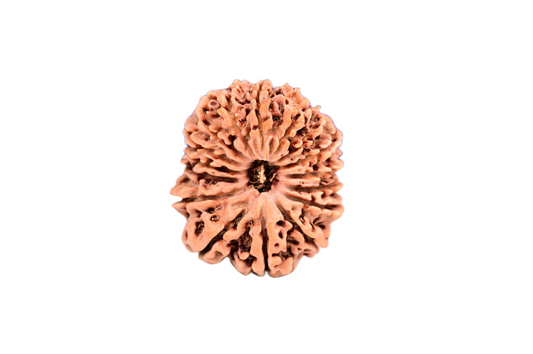 16 Faced Nepali Rudraksha - 16 Mukhi