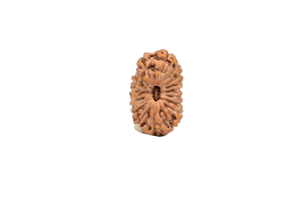 17 Mukhi Rudraksha – Indonesia